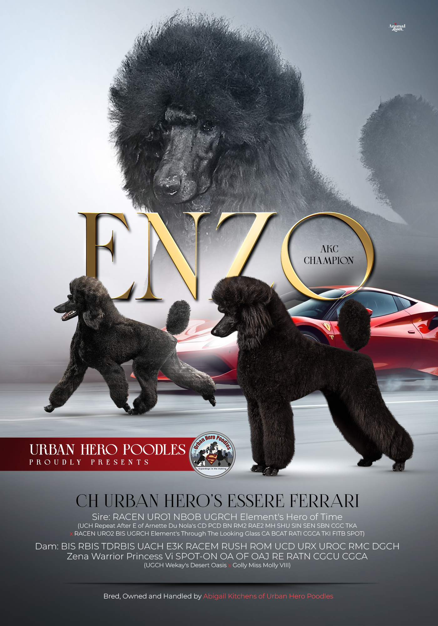 Enzo — AKC Champion announcement ad