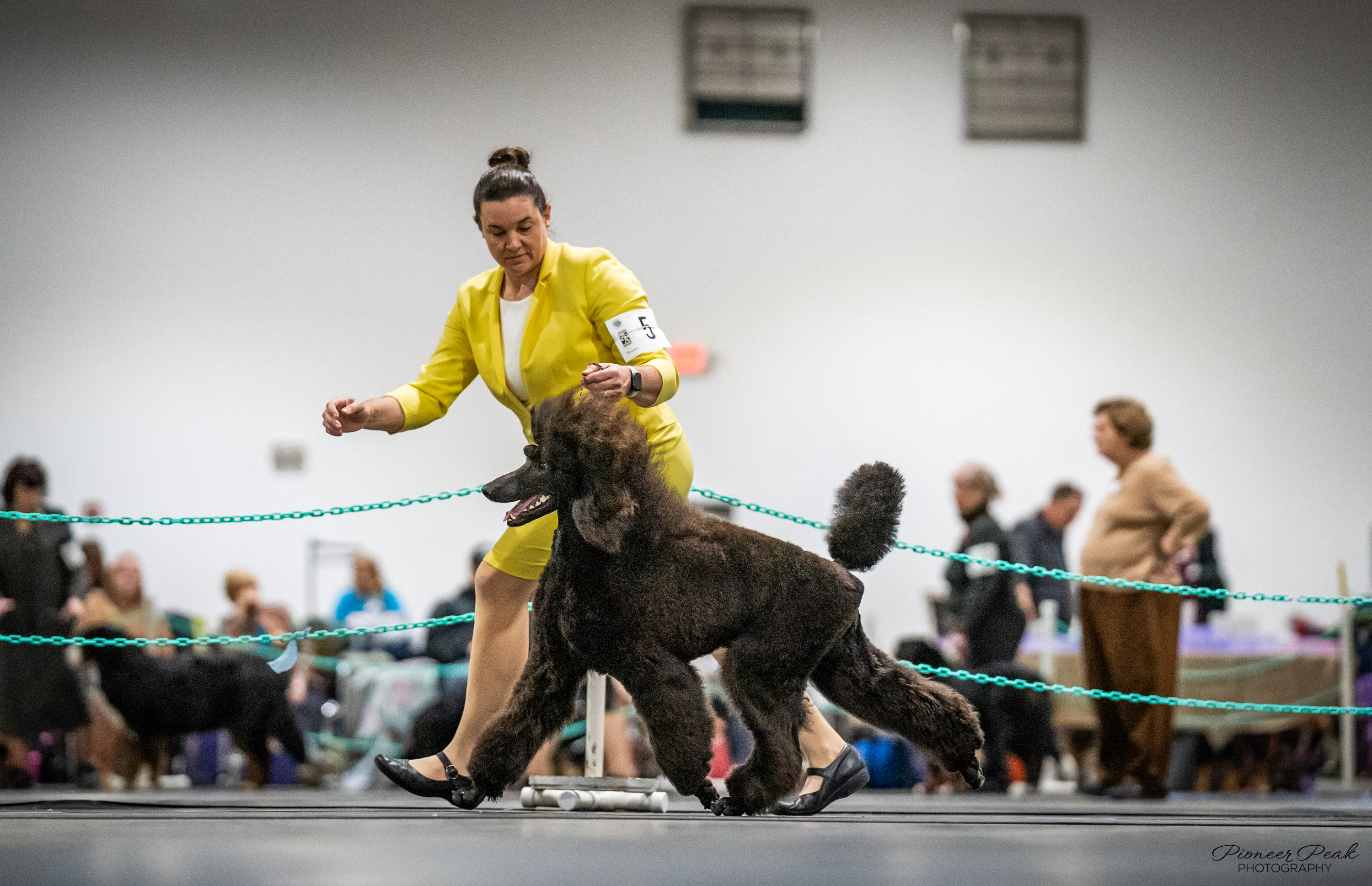 Enzo gaiting in show ring