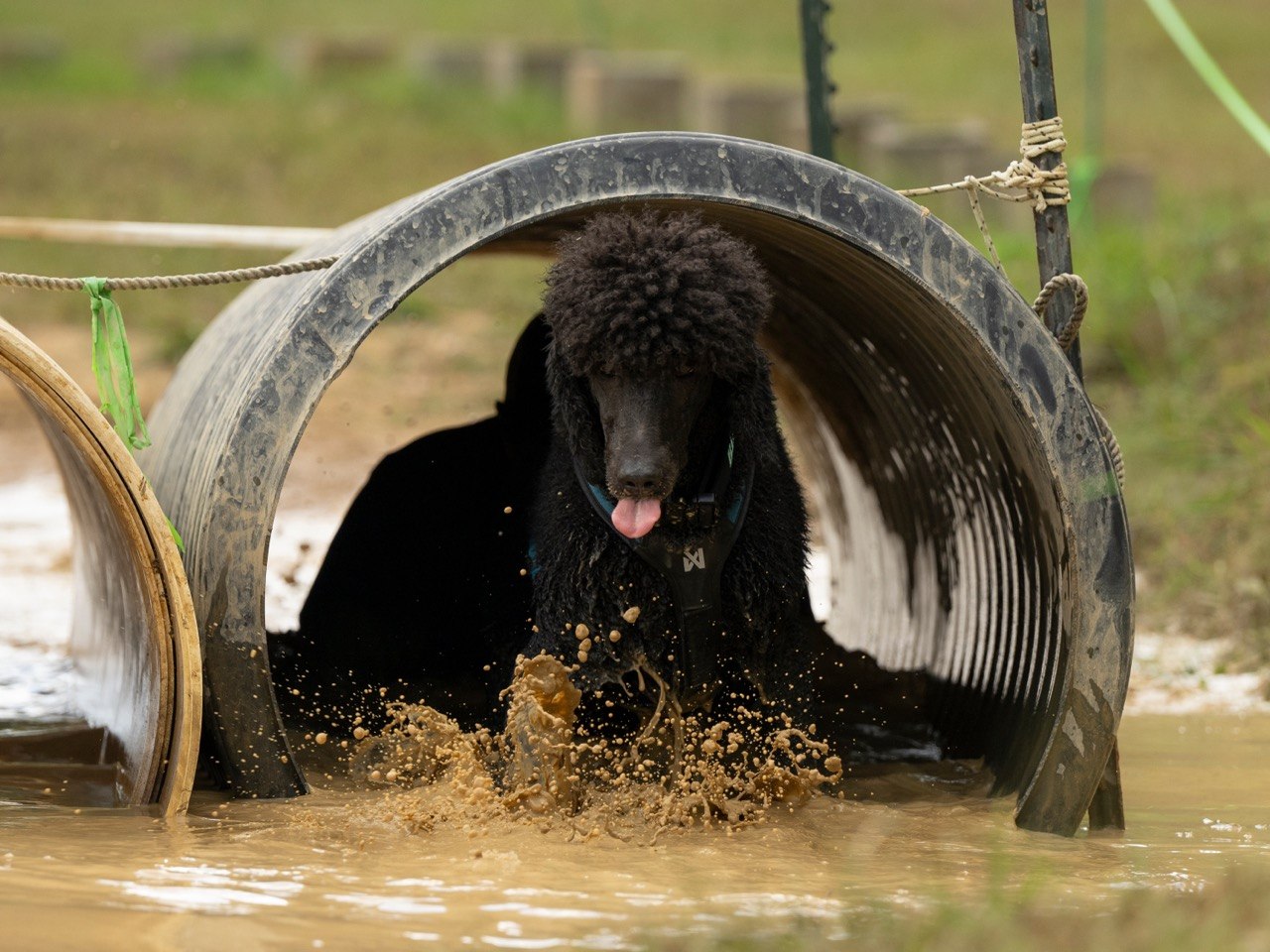 Enzo through the tunnel at One World