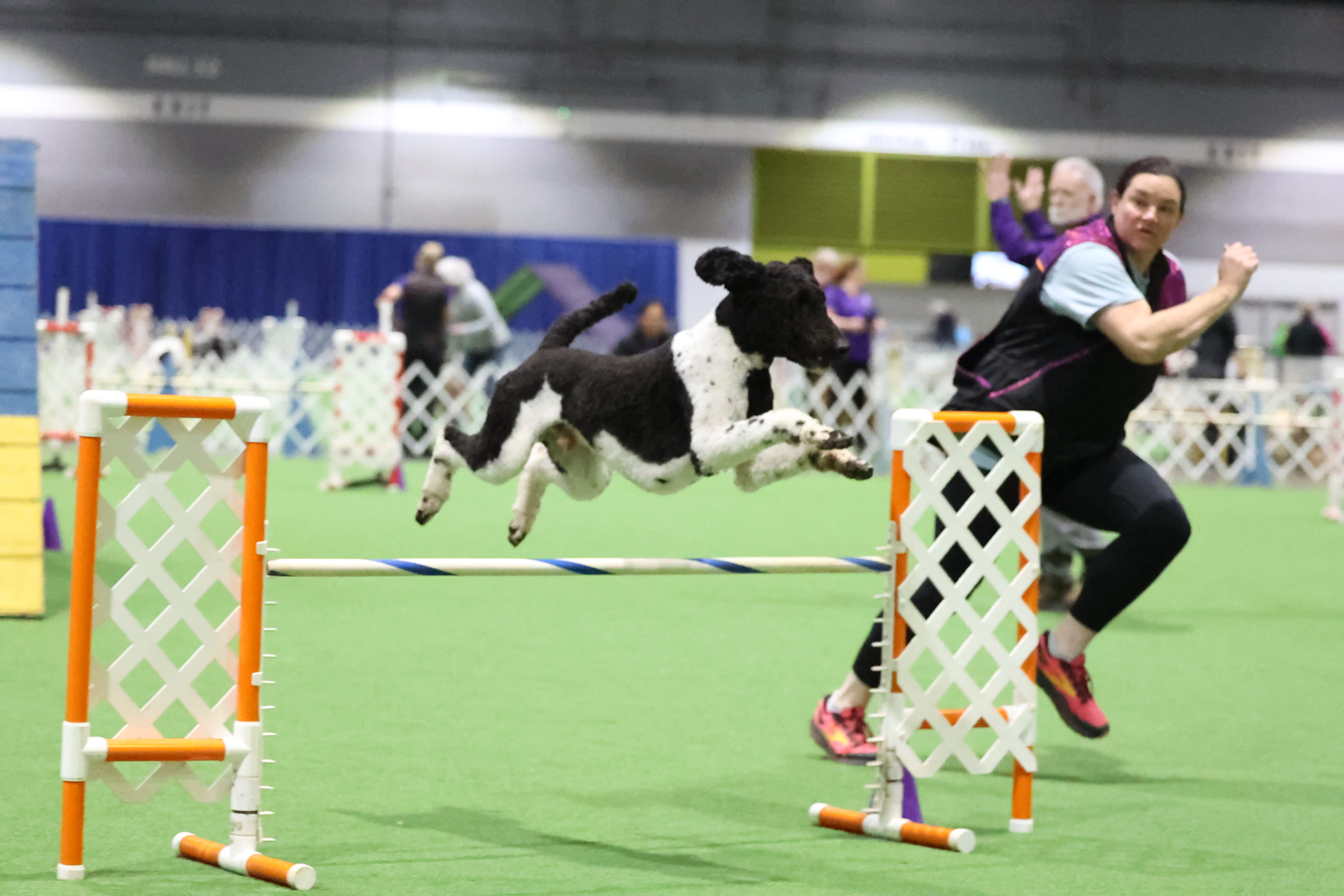 Fonzie jumping in agility competition with Abigail running alongside
