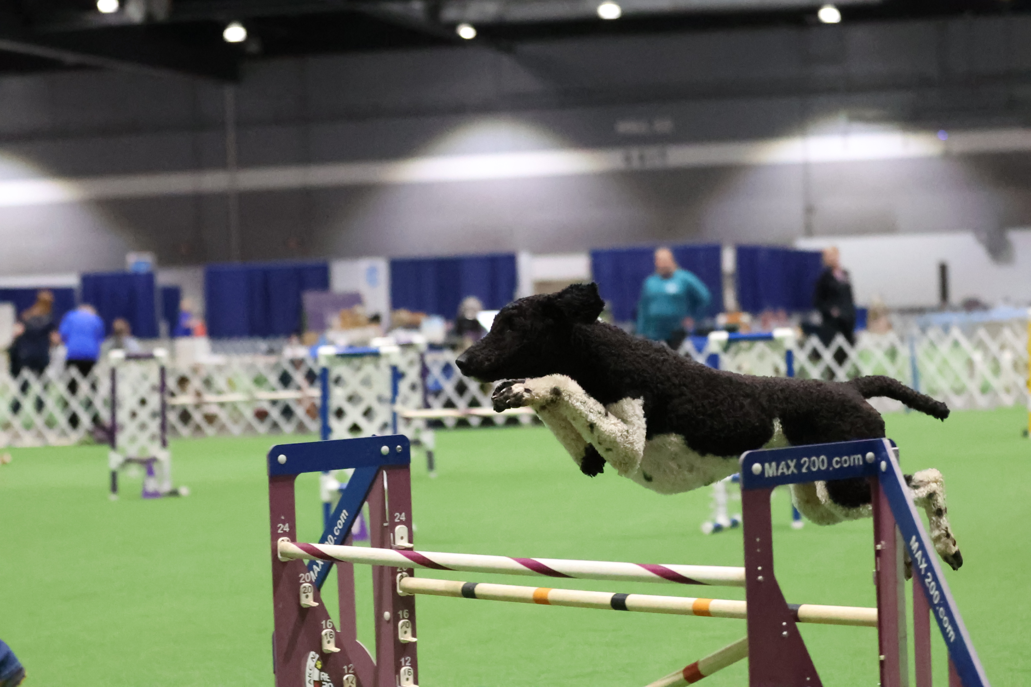 Fonzie mid-air over a bar jump at an indoor agility trial