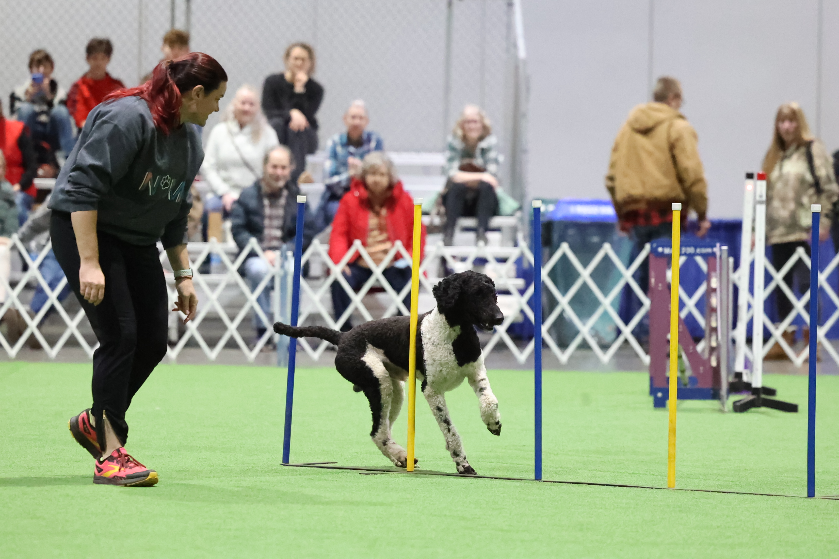 Fonzie weaving through agility poles at an indoor trial