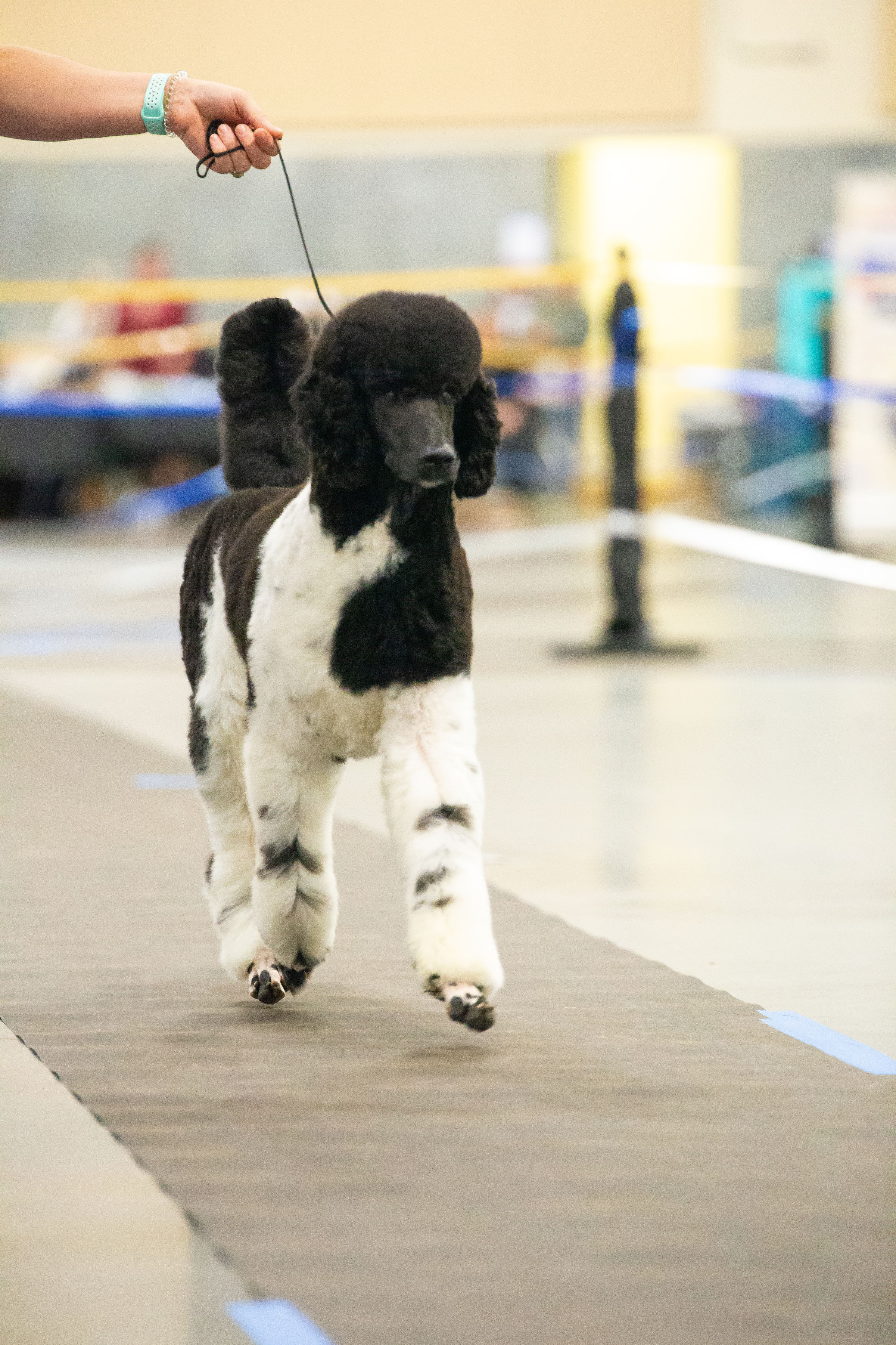 Fonzie — Standard Poodle stud