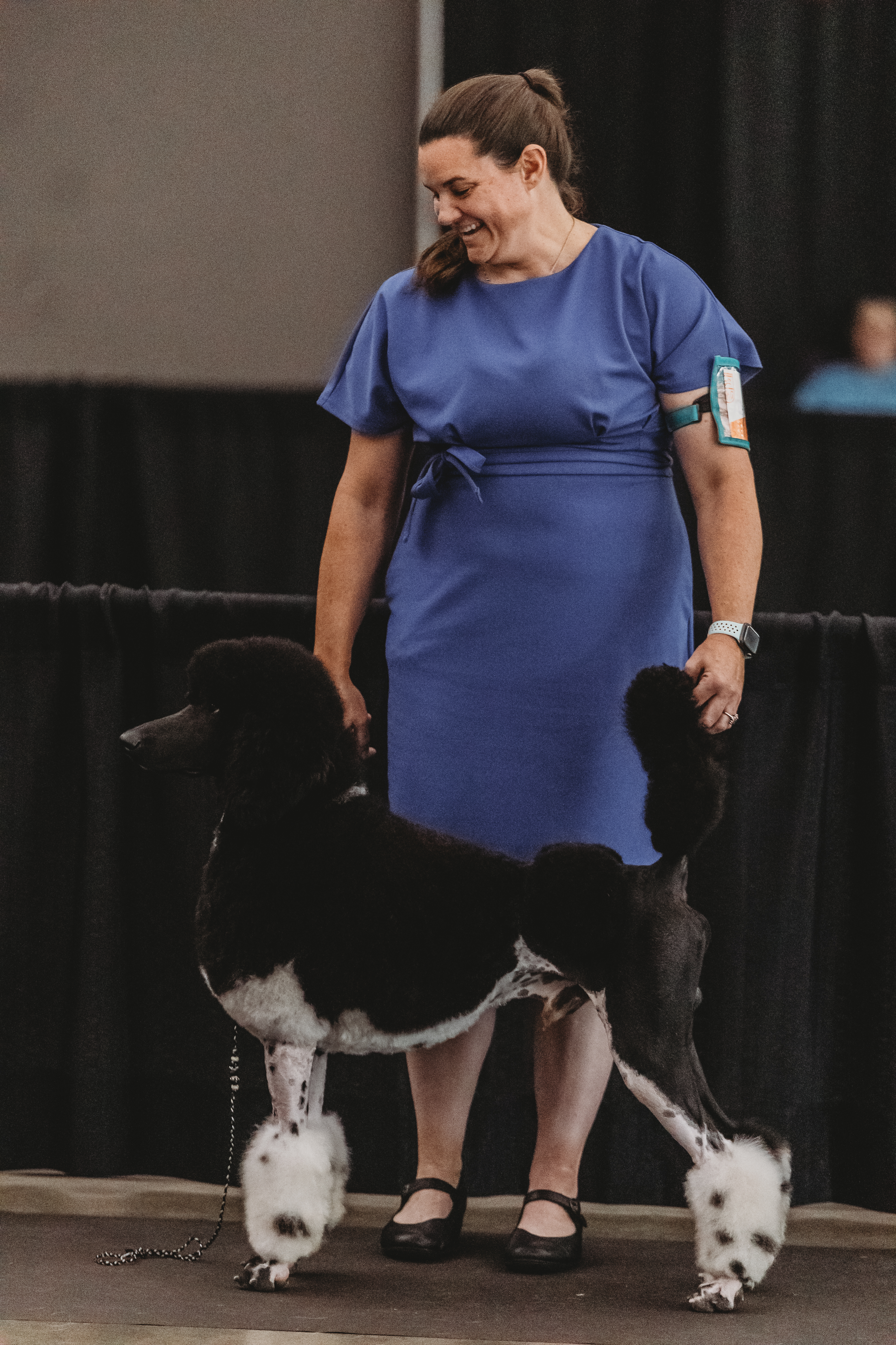 Fonzie in the show ring, stacked
