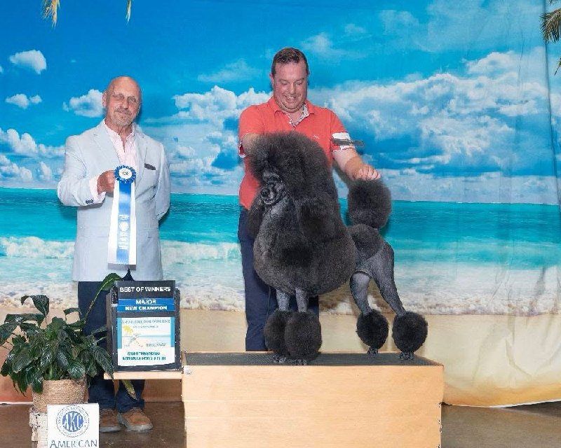 Honey AKC Best of Winners