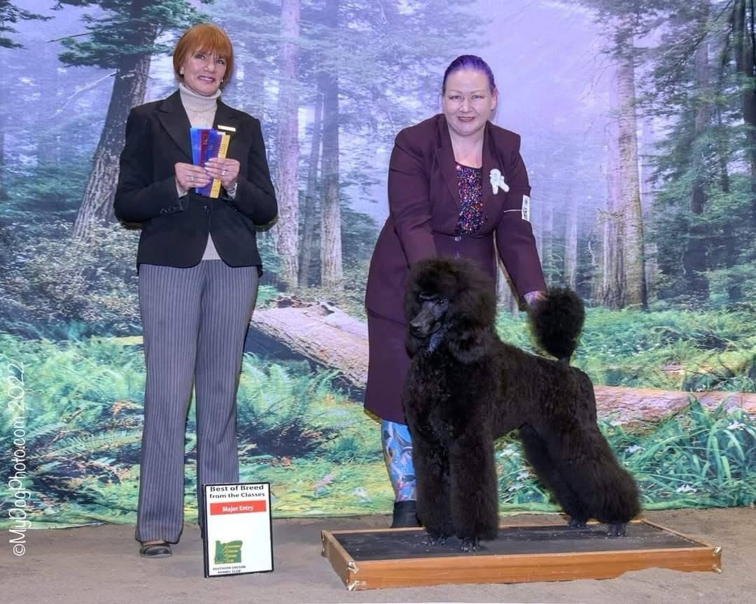 Honey — AKC CH Best of Breed Major 2022