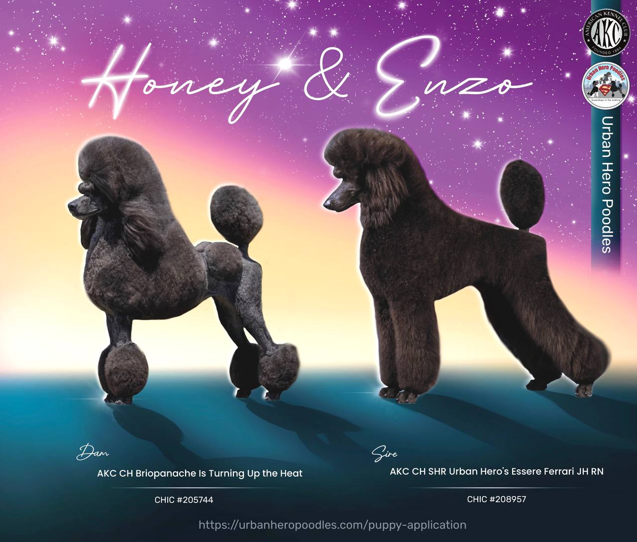 Honey and Enzo — Fall 2026 Litter | Urban Hero Poodles