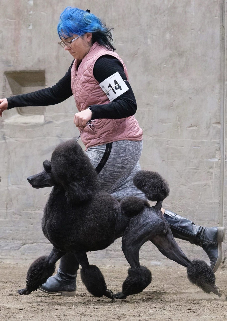 Honey gaiting in the show ring