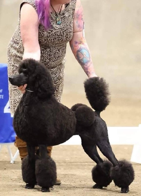 Honey — AKC CH Standard Poodle