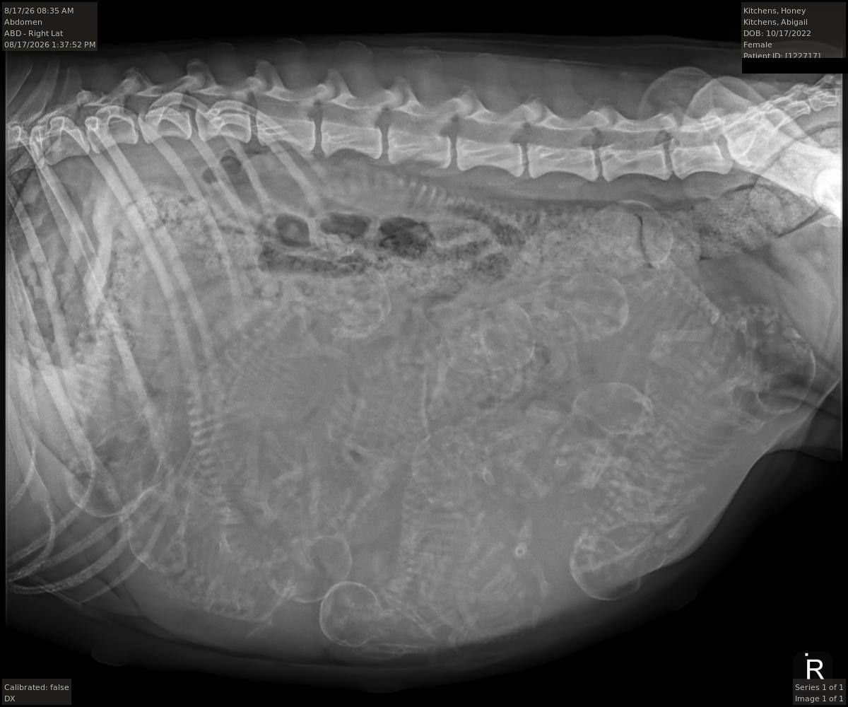 Honey X-ray — 12 puppies confirmed August 17, 2026