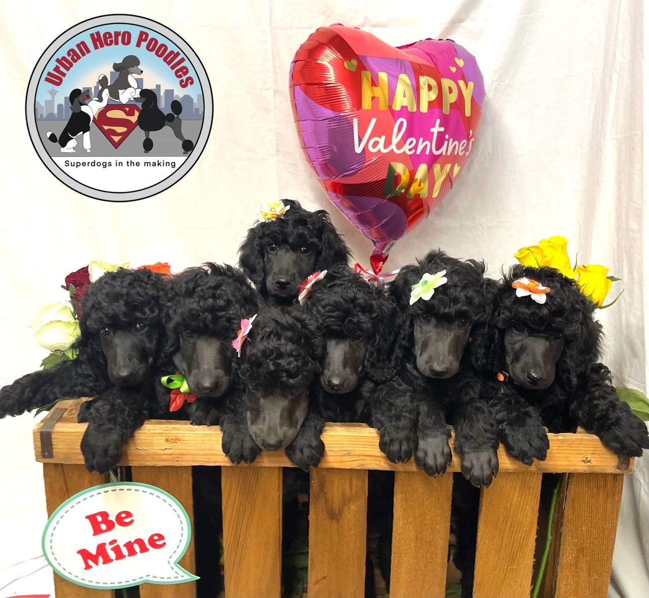 Urban Hero Poodle puppies