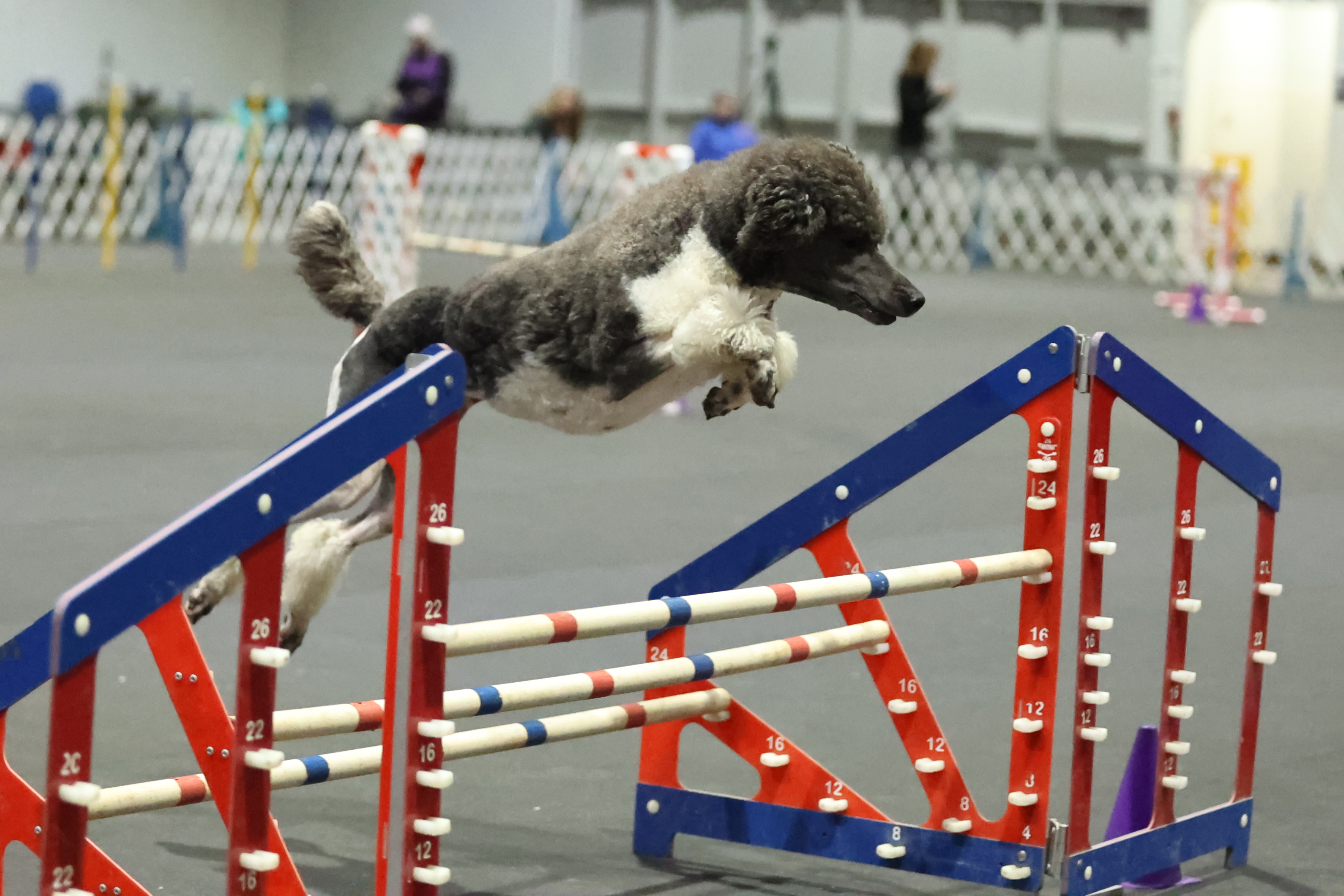 Zena — agility broad jump