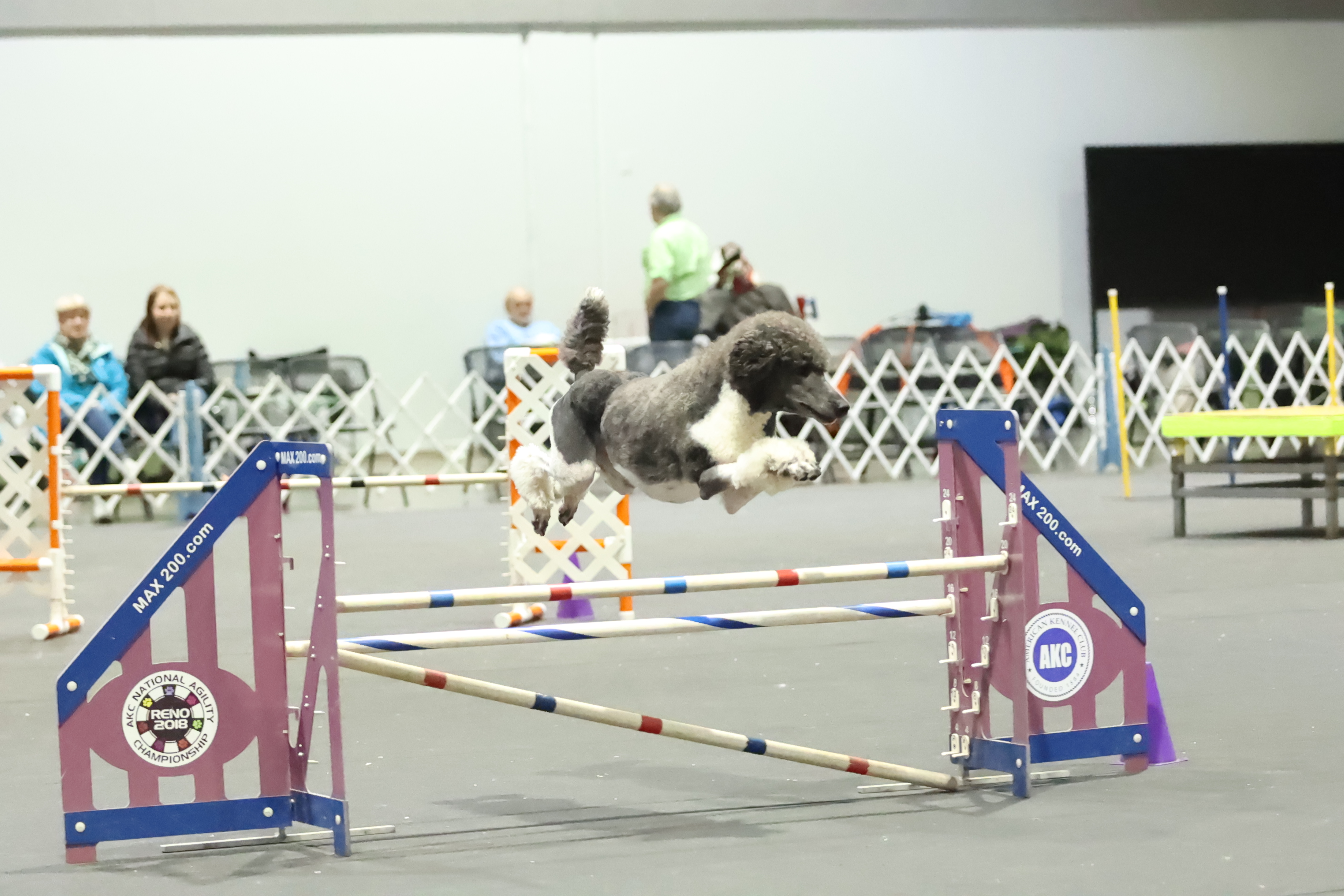 Zena — AKC National Agility Championship jump