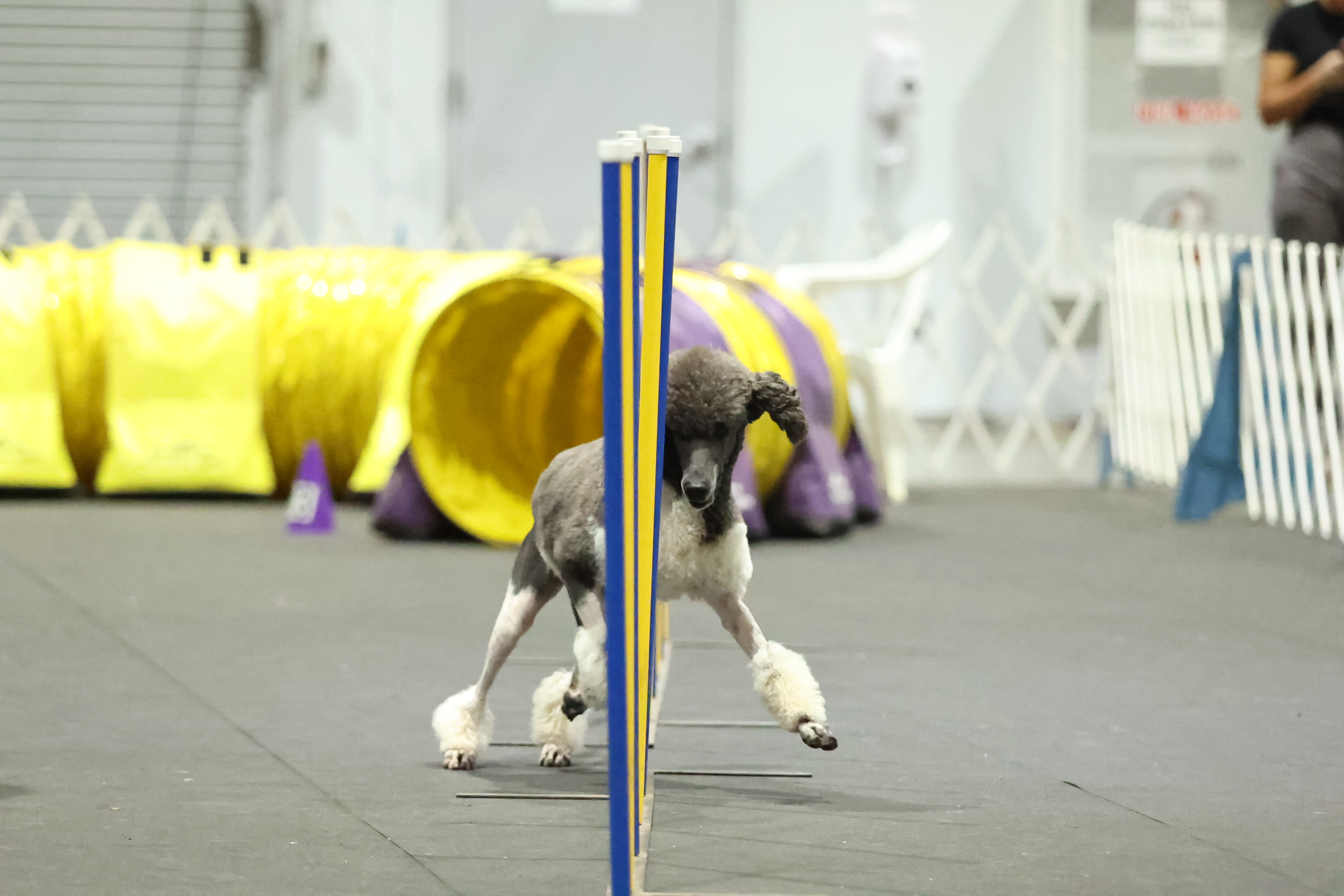 Zena — agility weave poles