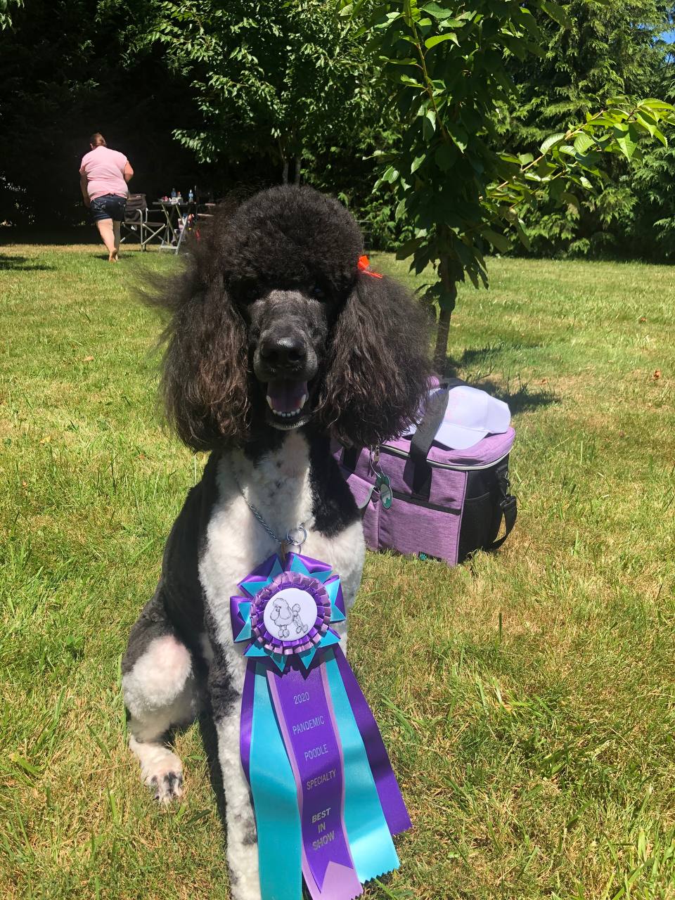 Zena — Best in Show, Pandemic Poodle Specialty 2020
