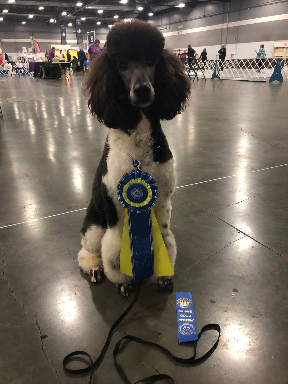 Zena — AKC Trick Dog Title and CGC