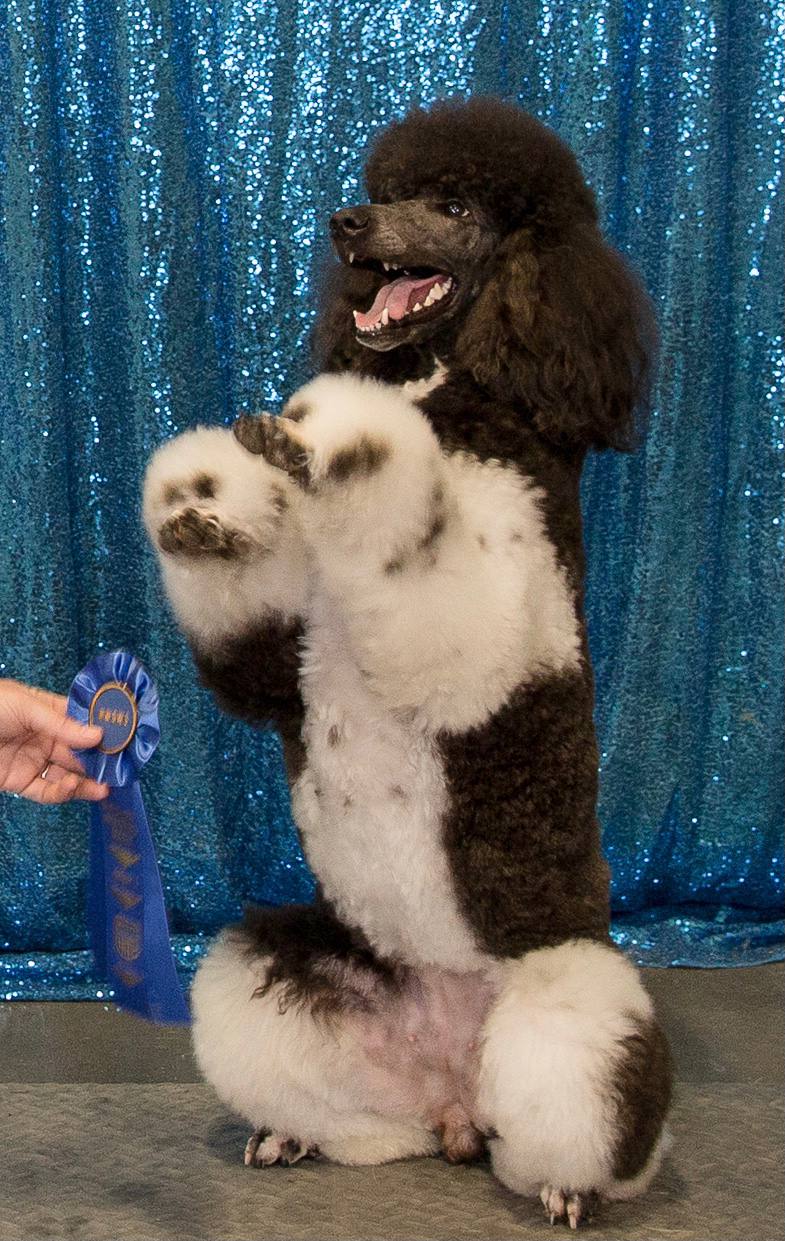 Zena — Trick Dog Title blue ribbon